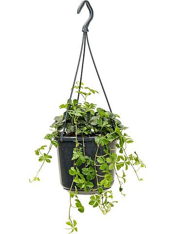 Партеноциссус Стриата ампельный Партеноциссус Стриата ампельный