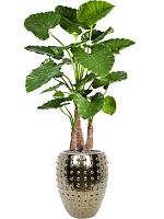 Алоказия Калидора искусственная H120 D20 см Алоказия Калидора искусственная H120 D20 см