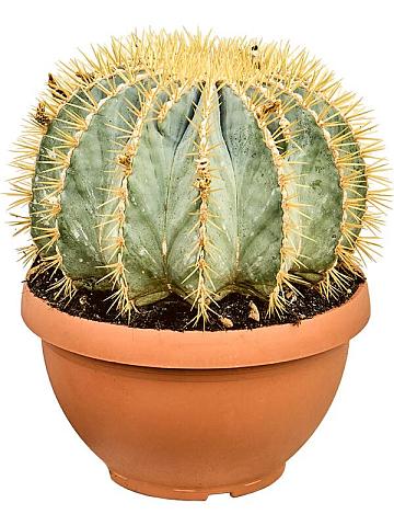 Ферокактус Глауцесценс Ферокактус Глауцесценс