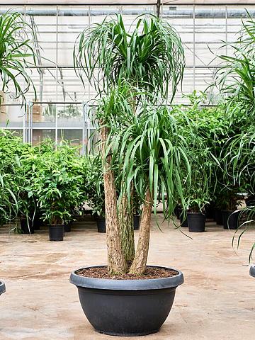 Нолина (Бокарнея отогнутая) разветвленная Нолина (Бокарнея отогнутая) разветвленная