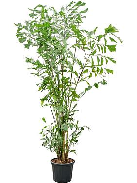 Кариота Митис мягкая Кариота Митис мягкая