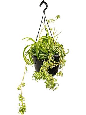 Хлорофитум Бонни кудрявый ампельный Хлорофитум Бонни кудрявый ампельный