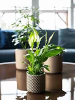 Кашпо Bernt pot shiny gold D11 H11 см