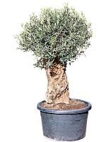 Оливковое дерево (Олива европейская) H200 D65 см