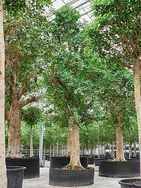 Фикус Микрокарпа Нитида Фикус Микрокарпа Нитида