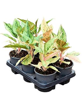 Аглаонема Лаки Аглаонема Лаки