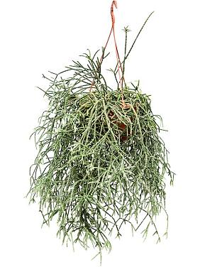 Рипсалис Пилокарпа ампельный