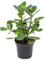 Клузия Росеа Грин Мэджик H25 D12 см