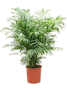 Хамедорея Элеганс изящная