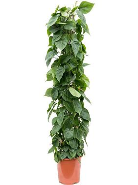 Филодендрон Сканденс колонна Филодендрон Сканденс колонна