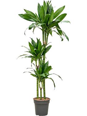 Драцена Фрагранс Джанет Крейг 3 ствола Драцена Фрагранс Джанет Крейг 3 ствола