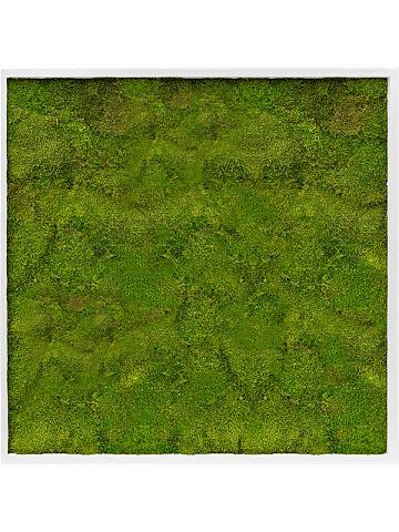 Картина из мха mdf ral 9010 satin gloss 100% flat moss Картина из мха mdf ral 9010 satin gloss 100% flat moss