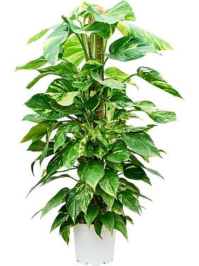 Эпипремнум Золотистый на опоре Эпипремнум Золотистый на опоре