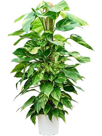 Эпипремнум Золотистый на опоре Эпипремнум Золотистый на опоре