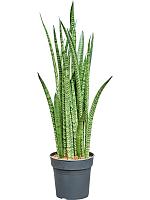 Сансевиерия Зейланика H80 D24 см