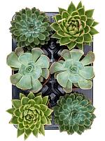 Эхеверия микс H15 D12 см