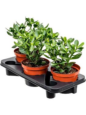 Крассула Овата Крассула Овата