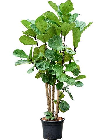 Фикус Лирата многоствольный Фикус Лирата многоствольный