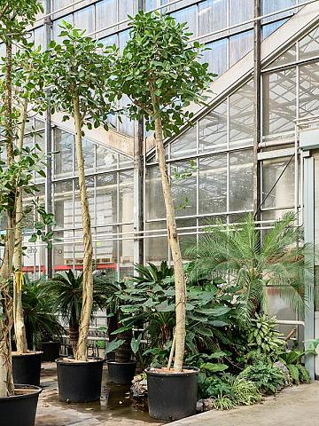 Фикус Бенгальский Одри