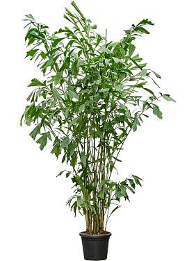 Кариота Митис мягкая