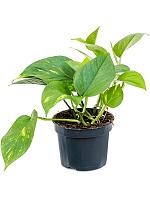 Эпипремнум Золотистый H25 D12 см