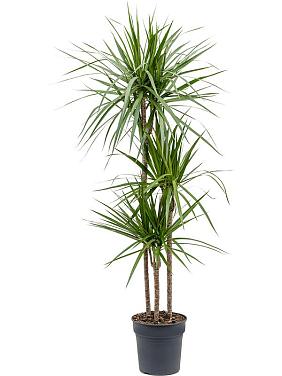 Драцена Маргината окаймленная 3 ствола