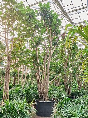 Фикус Лирата разветвленный