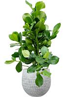 Клузия Росеа 3 ствола H105 D24 см