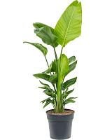 Стрелиция Николая H190 D30 см