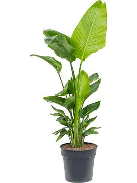 Стрелиция Николая Стрелиция Николая