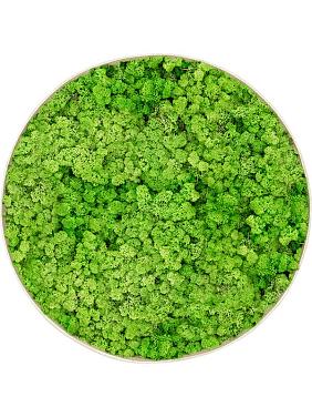 Картина из мха nova frame antique white-concrete 100% reindeer (light grass green) Картина из мха nova frame antique white-concrete 100% reindeer (light grass green)