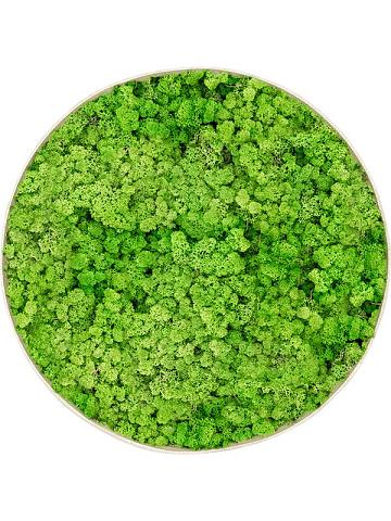 Картина из мха nova frame antique white-concrete 100% reindeer (light grass green) Картина из мха nova frame antique white-concrete 100% reindeer (light grass green)