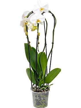 Фаленопсис Tsarine каскад 2 ствола