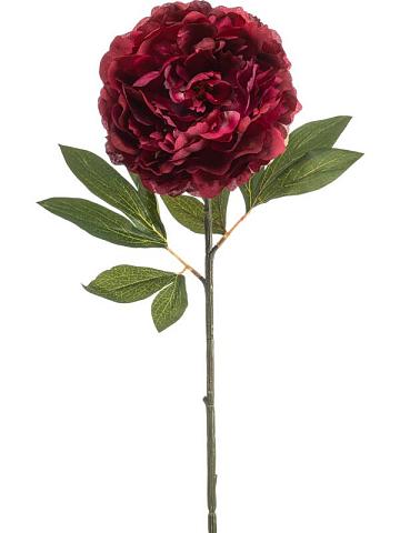 Пион искусственный Пион искусственный