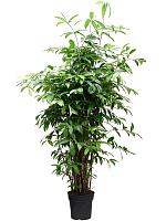 Драцена Суркулоза Годсефа H130 D27 см