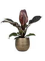 Филодендрон Империал Ред H50 D19 см