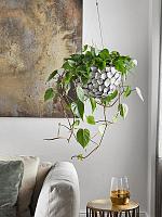 Филодендрон Сканденс ампельный H175 D28 см