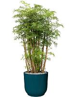 Полисциас Минг H90 D27 см