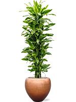 Драцена Фрагранс Голден Кост разветвленная H140 D31 см