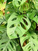 Монстера Обликва на опоре H180 D27 см