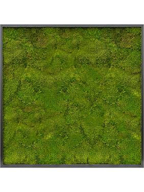Картина из мха mdf ral 9005 satin gloss 100% flat moss Картина из мха mdf ral 9005 satin gloss 100% flat moss