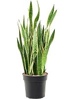 Сансевиерия Лауренти трехполосная H90 D30 см