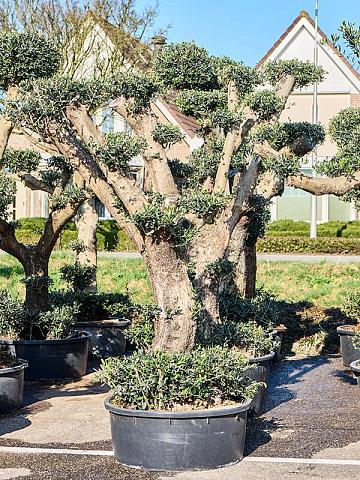 Оливковое дерево (Олива европейская) Оливковое дерево (Олива европейская)