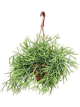 Рипсалис Хетероклада ампельный Рипсалис Хетероклада ампельный