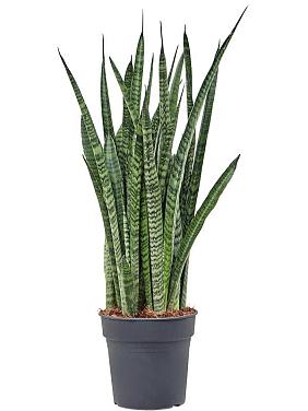 Сансевиерия Зейланика