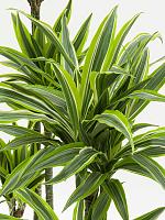 Драцена Фрагранс Лемон Лайм 3 ствола H130 D24 см