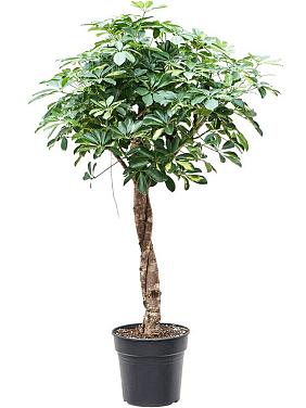 Шеффлера Голд Капелла твист