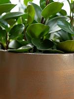 Кашпо Esra pot champagne D18 H16 см