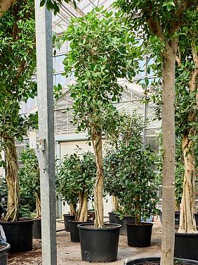 Фикус Бенгальский Одри