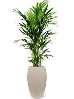 Ховея Форстера H150 D27 см